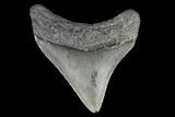 Juvenile Megalodon Tooth - Georgia #99154-1